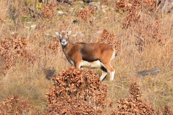 Ovečka