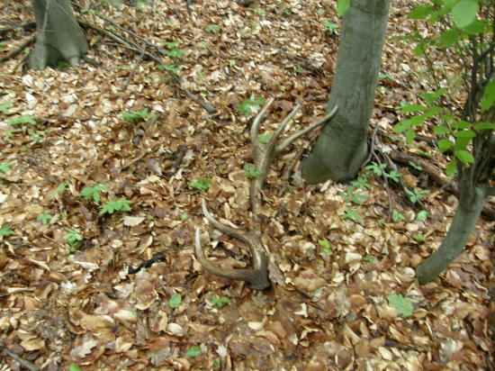 Keď neboli hríby,tak zhod