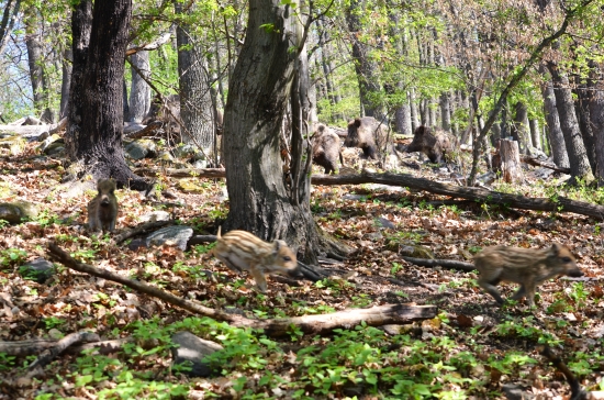 Dvojsmerná premávka...