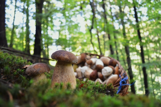 Konečne! A budú Vianoce.