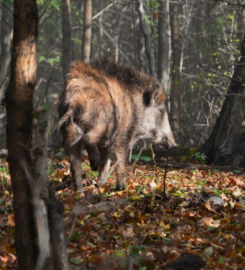 Prasiatko od kaderníka...