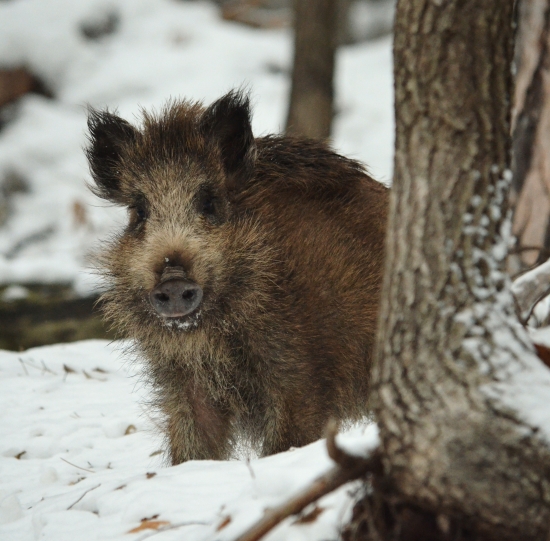 Prišlo si ma obzrieť