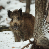 Prišlo si ma obzrieť