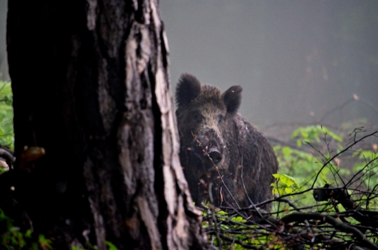 Diviak z rannej hmly