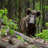 Stoj ! Mám prasiatka