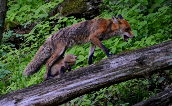 Tak už poď! Nejdééééém..!