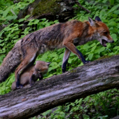 Tak už poď! Nejdééééém..!