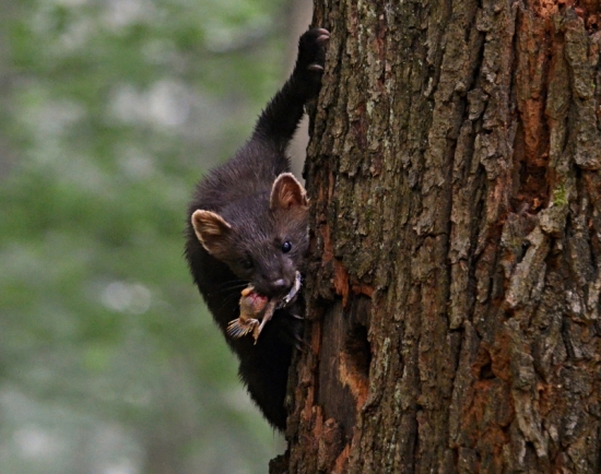 Šelmička s úlovkom
