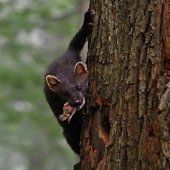 Šelmička s úlovkom