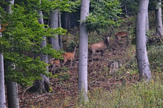 Dnes-počul, videl