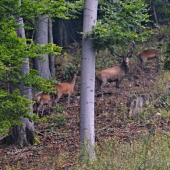 Dnes-počul, videl