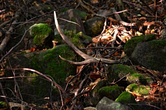 Dnes-takýto poteší