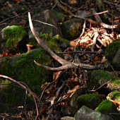 Dnes-takýto poteší