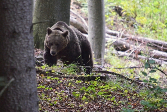 A potom čakaj jeleňa