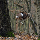 Já si lítám, já...