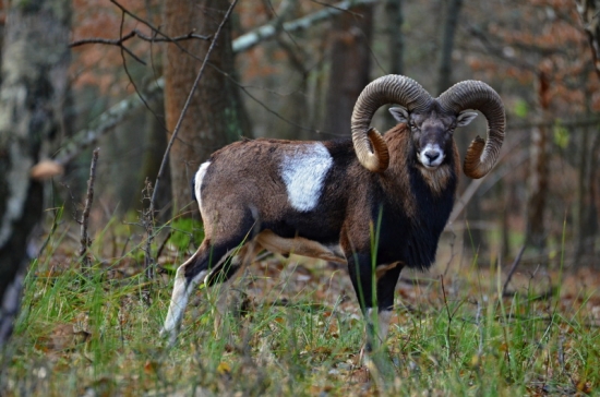 Baran z rujoviska a skákajúci
