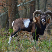 Baran z rujoviska a skákajúci