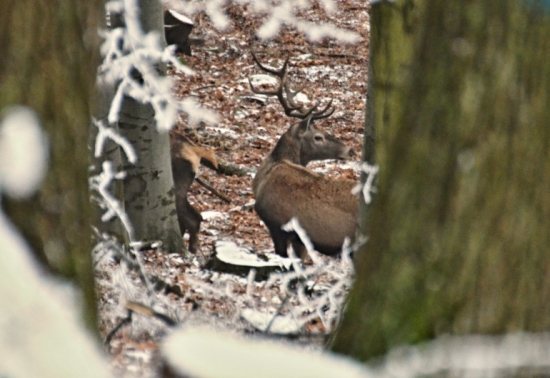 Zaujímavé parožie