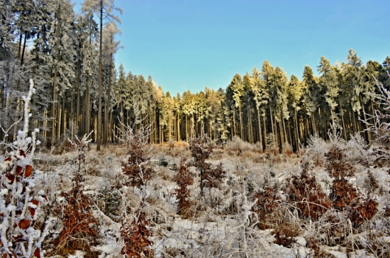 Znovuzrodenie lesa po kalamite