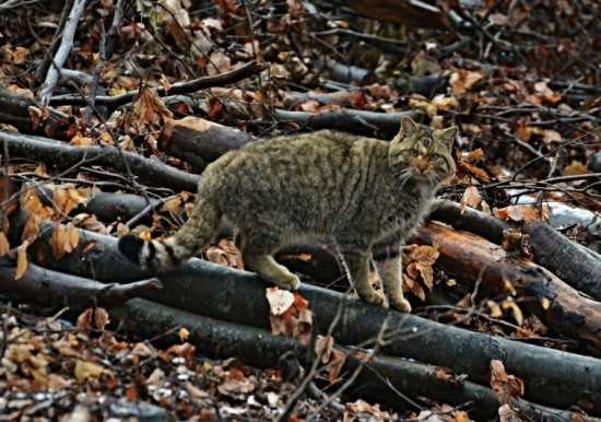 Mačka divá