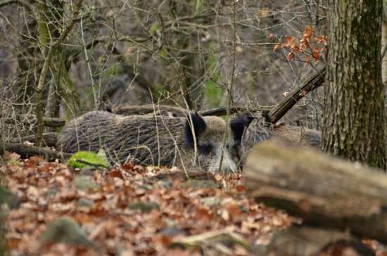 Obojstranné prekvapenie