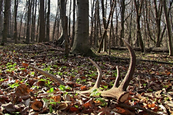 Osmorák nadočnicový