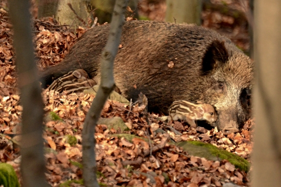 Materinská láska...