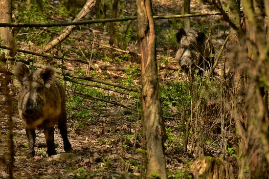 Stretnutie na chodníku