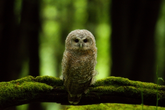 Mláďa sovy dlhochvostej