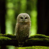 Mláďa sovy dlhochvostej