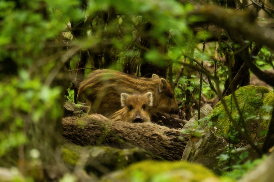 Niekto sa na nás díva