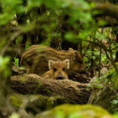 Niekto sa na nás díva