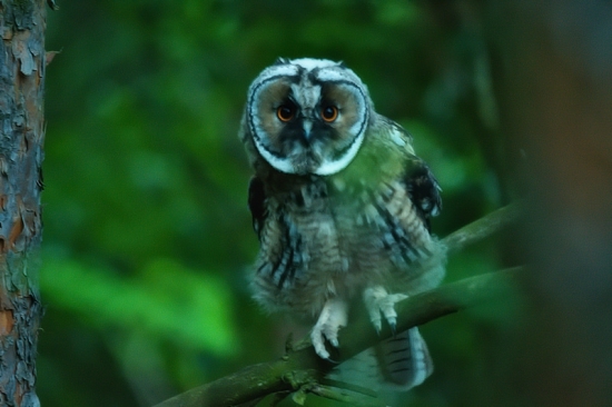 Mláďa myšiarky  ušatej