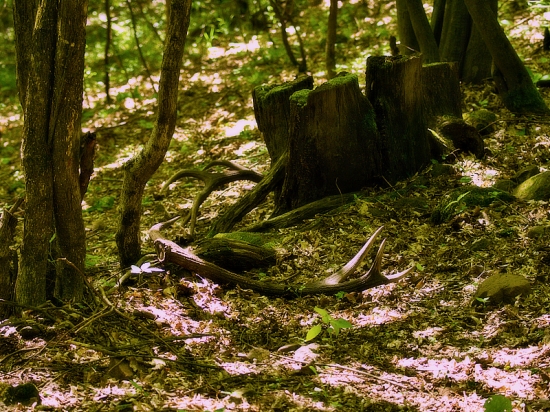 Nezabudnutelný pohľad