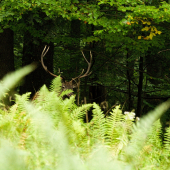 Papraďový osmorák