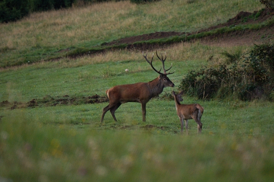 Ale si ho poriadne prehnal...