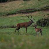 Ale si ho poriadne prehnal...