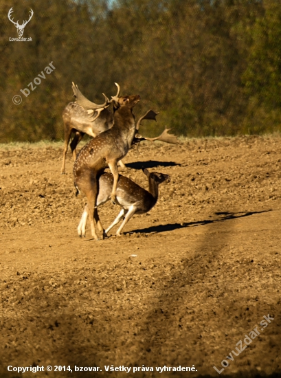 Vyvrcholenie
