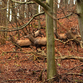 Keď pes naháňa....