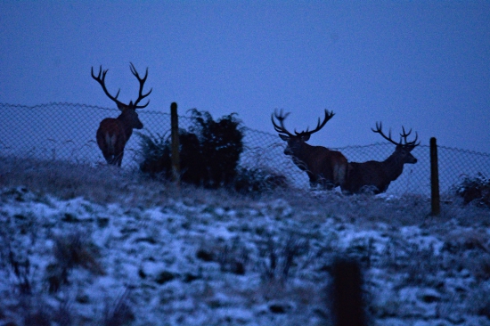 Prichádzajú až k obydliam