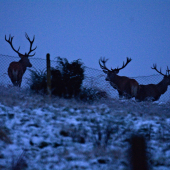 Prichádzajú až k obydliam