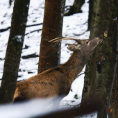Keby tak bola jedlá