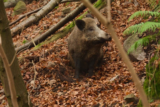 Zadumaný