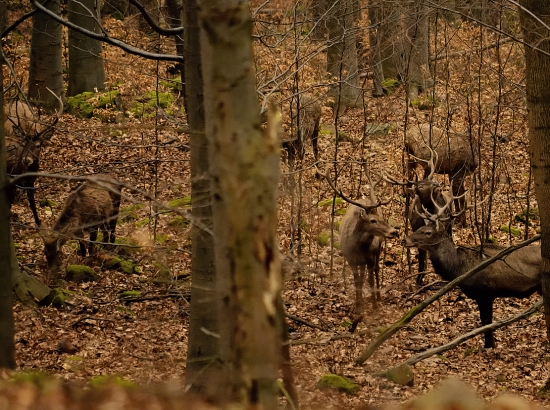 Jelene...