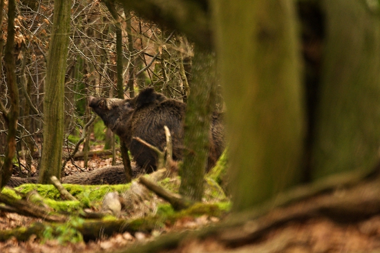 Značkovanie stanovišťa