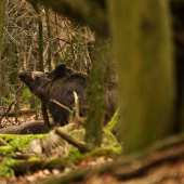 Značkovanie stanovišťa