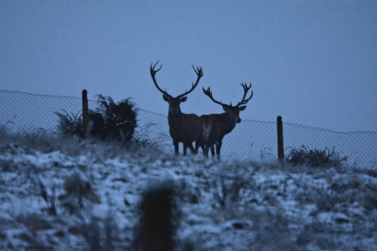 Takmer zrkadlový obraz