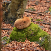 Siesta