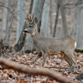Srnec...