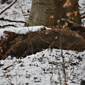 Tuhý spánok
